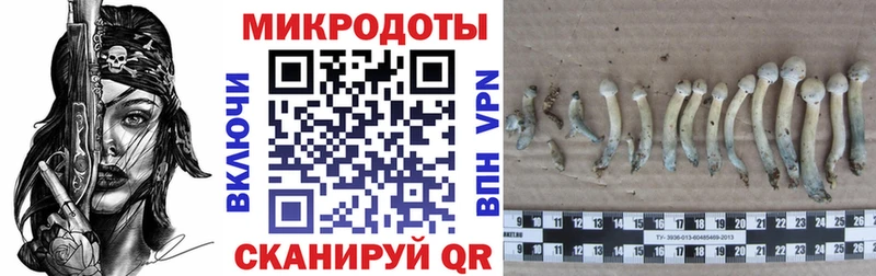 где купить наркоту  Трёхгорный  Галлюциногенные грибы Cubensis 